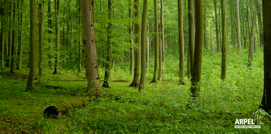 legno di faggio per mobili ecologici