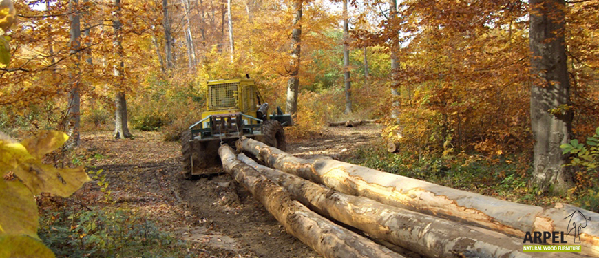 legno di faggio ecologico